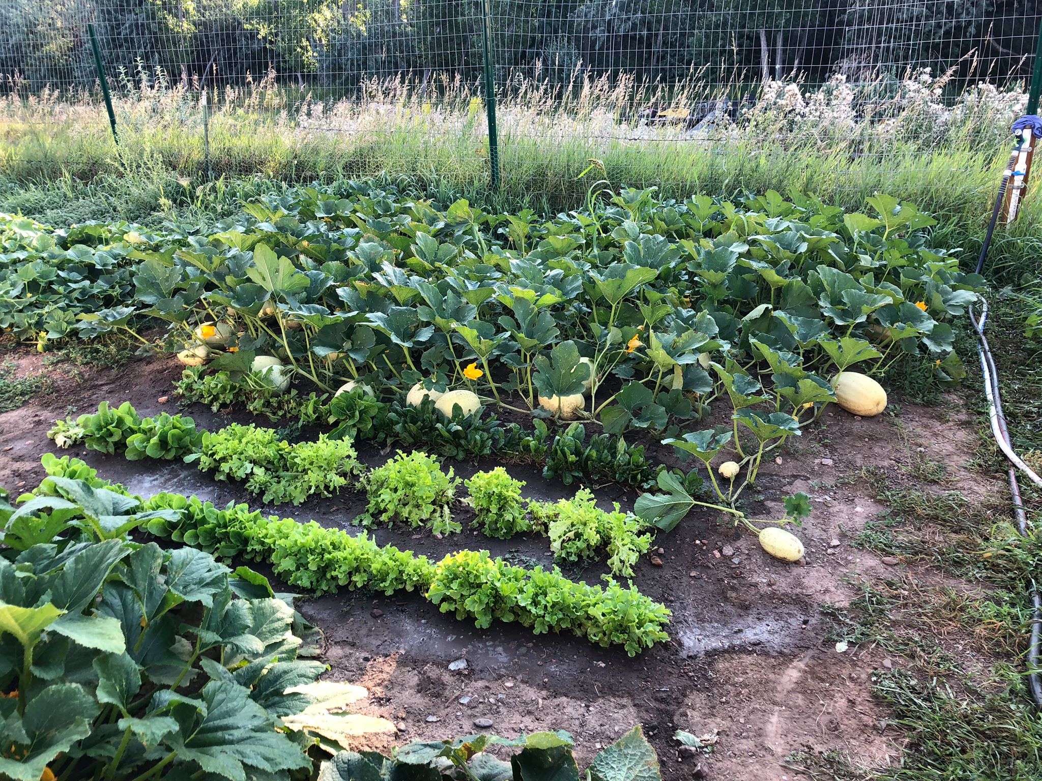 Picture of Black Hills Surgical Hospitals worksite garden