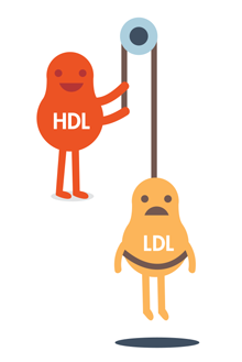 HDL lowering LDL cholesterol