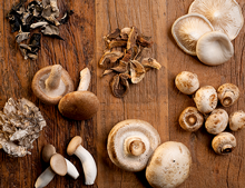 different types of mushrooms