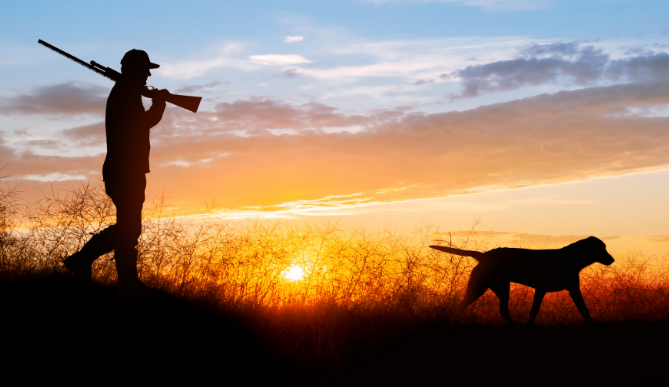 Man and dog pheasant hunting